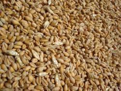 Obilí pšenice